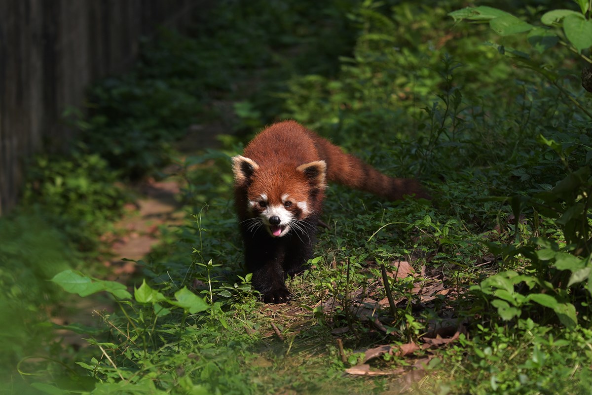 Red Panda in Chengdu | Photo par Liu Bin