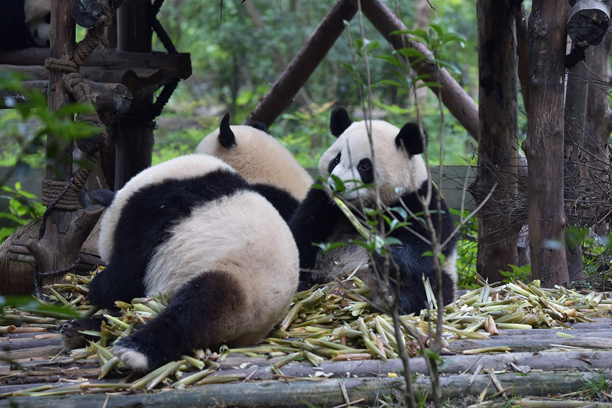 Giant Pandas in Chengdu | Photo par Liu Bin