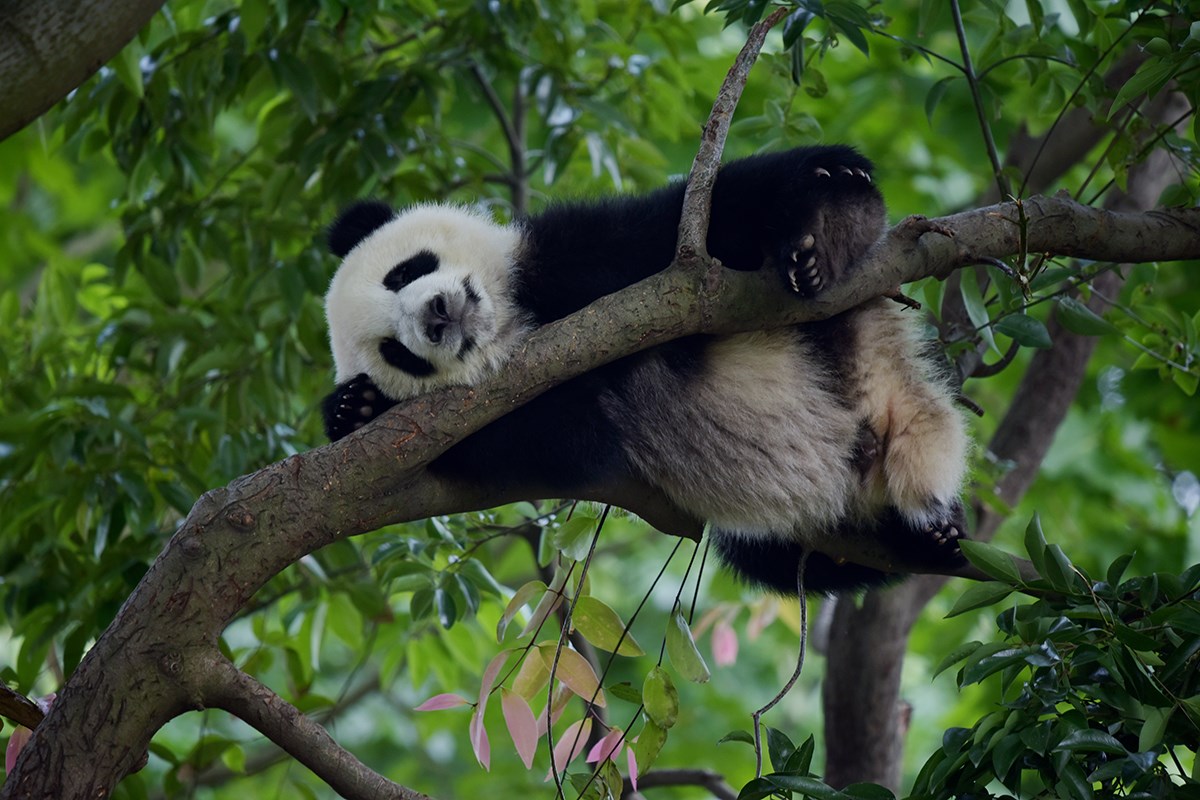 Giant Pandas in Chengdu | Photo par Liu Bin