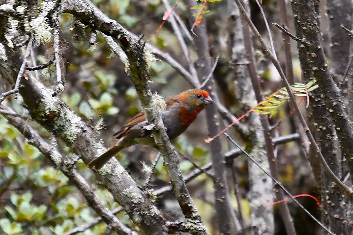 Red Browed Rosefinch | Photo par Liu Bin