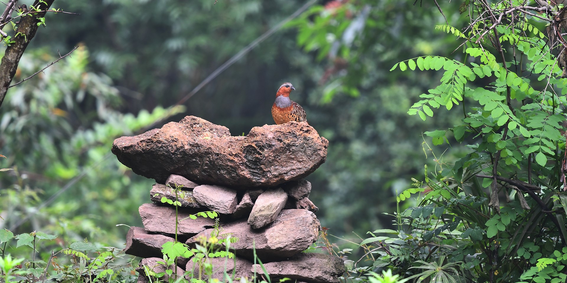 Yunnan : l'observation des oiseaux dans le village de Sanhe