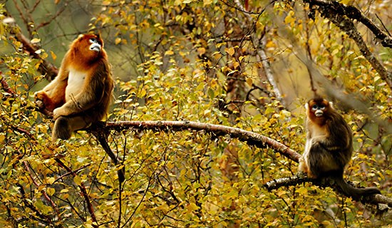 Observation des Oiseaux et des Animaux Sauvages au Sud Shaanxi et à l’Ouest du Sichuan